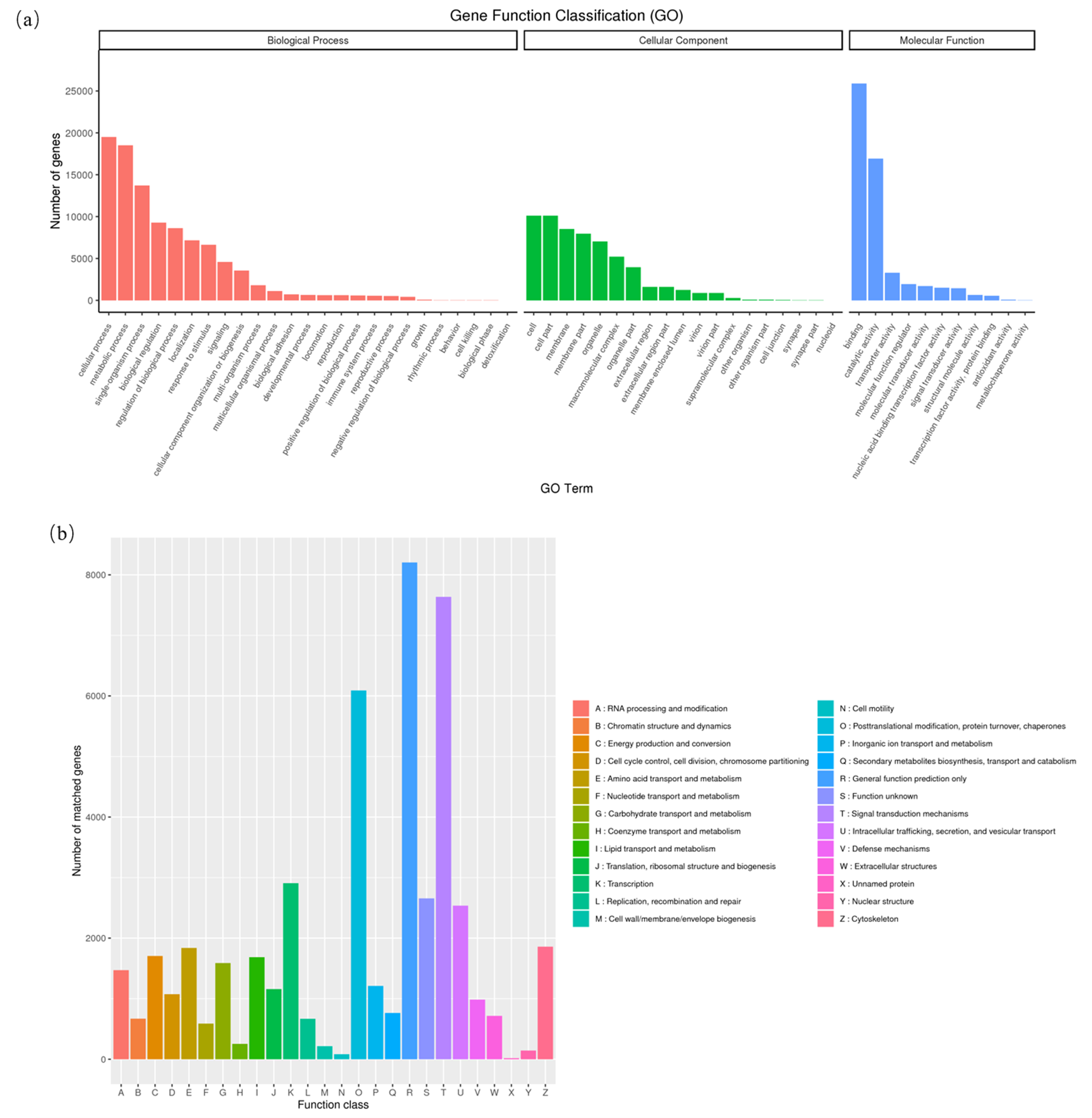 Transcriptome Analysis of the Cultured Hybrid Grouper (♀*Epinephelus  fuscoguttatus*×♂*E. lanceolatus*) Immunized with _Vibrio harveyi_  formalin-killed cells vaccine (FKC) combined with chitosan oligosaccharide